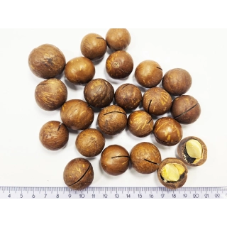 ORZECHY MAKADAMIA  W ŁUPINIE 1 KG MACADAMIA